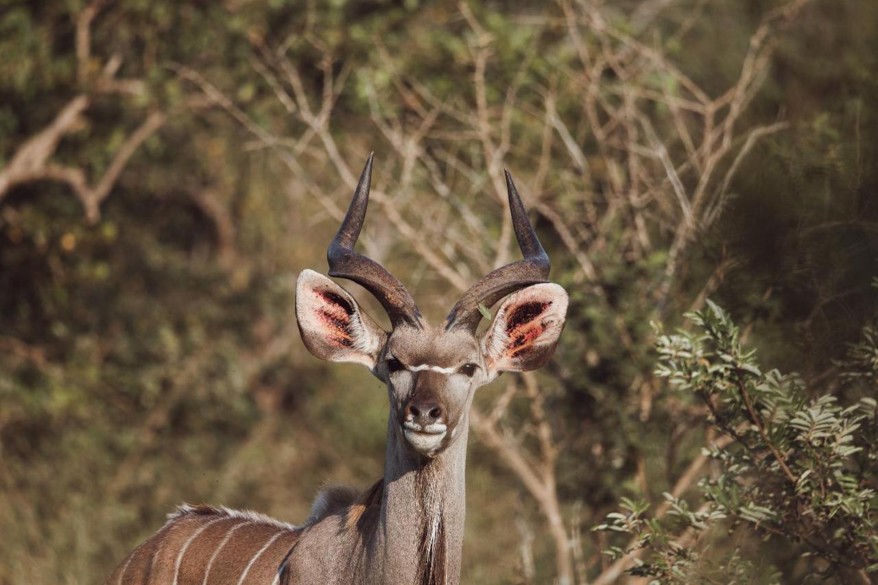 Oase by 7 Star Lodges - Greater Kruger Private 530ha Reserve Hoedspruit Eksteriør billede