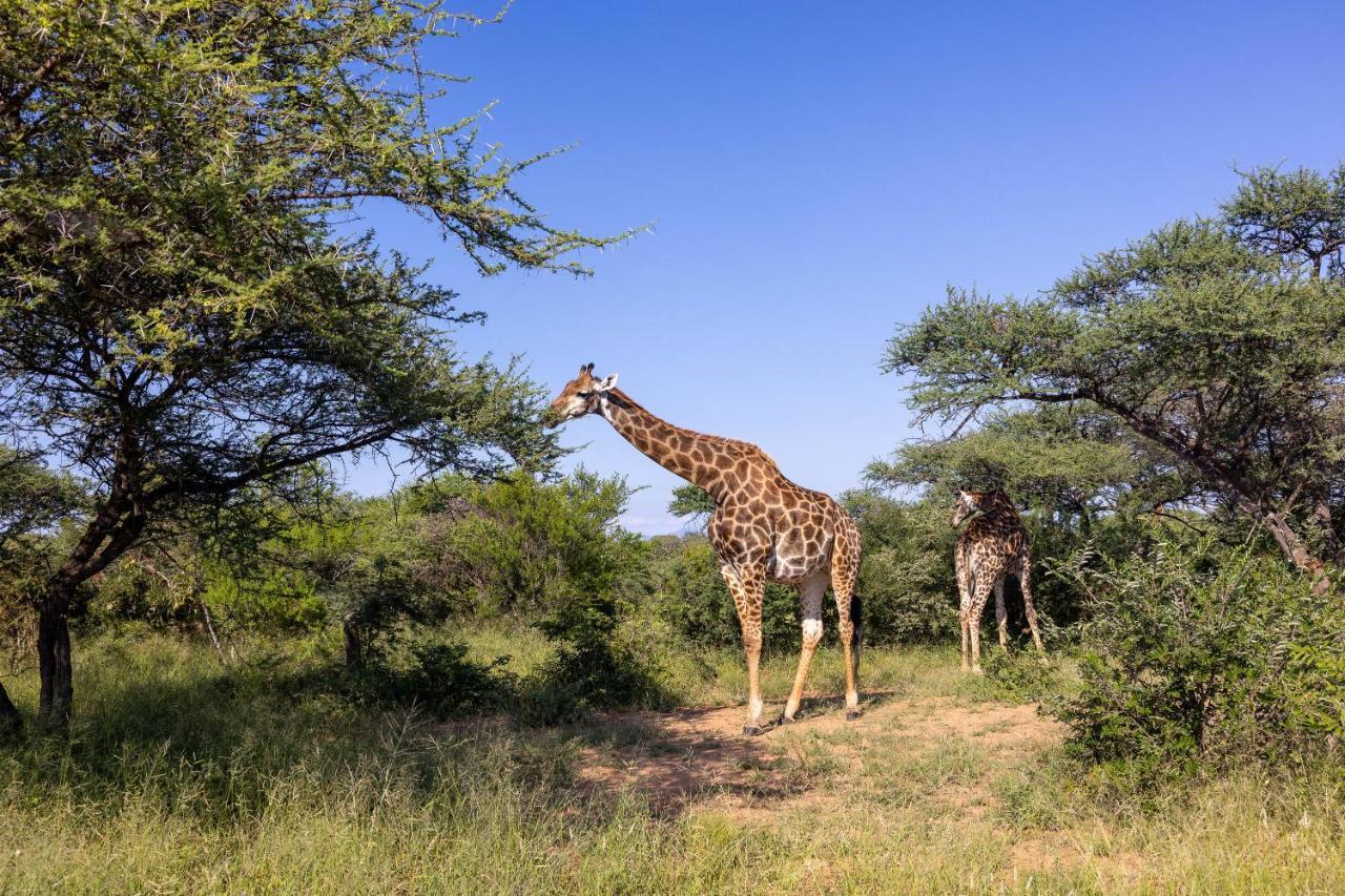 Oase by 7 Star Lodges - Greater Kruger Private 530ha Reserve Hoedspruit Eksteriør billede